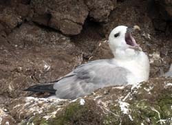 Northern Fulmar
