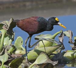 Northern Jacana Photo
