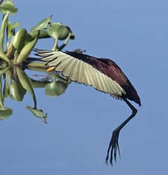 Northern Jacana Photo