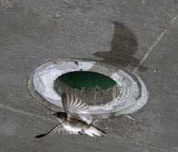 Northern Rough-winged Swallow