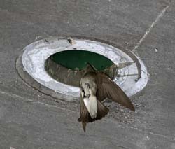 Northern Rough-winged Swallow