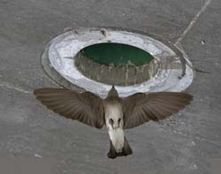 Northern Rough-winged Swallow