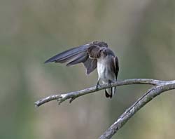 Northern Rough-winged Swallow