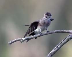 Northern Rough-winged Swallow