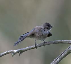 Northern Rough-winged Swallow