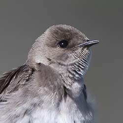 Northern Rough-winged Swallow