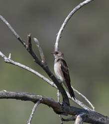 Northern Rough-winged Swallow