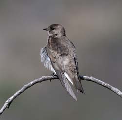 Northern Rough-winged Swallow
