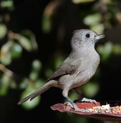 Oak Titmouse Photo
