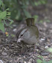 Olive Sparrow