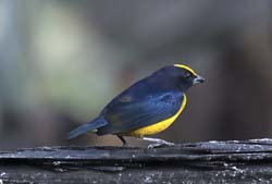 Orange-bellied Euphonia