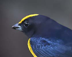 Orange-bellied Euphonia