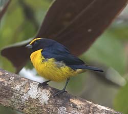 Orange-bellied Euphonia