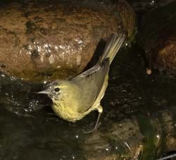 Orange-crowned Warbler