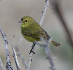 Orange-crowned Warbler Photo