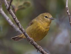 Orange-crowned Warbler Photo