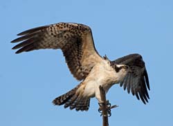 Osprey Photo
