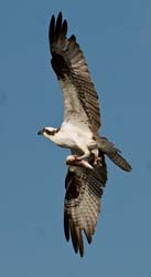 Osprey Photo