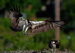 Osprey Photo