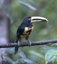 Pale-mandibled Aracari