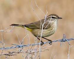 Palm Warbler Photo