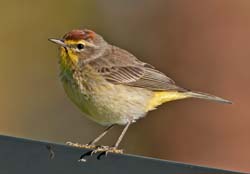 Palm Warbler Photo