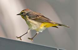 Palm Warbler Photo