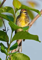 Palm Warbler Photo
