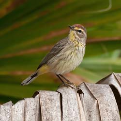 Palm Warbler Photo