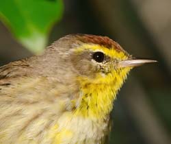 Palm Warbler Photo
