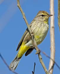 Palm Warbler Photo