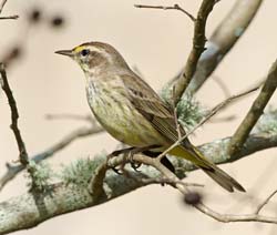 Palm Warbler Photo