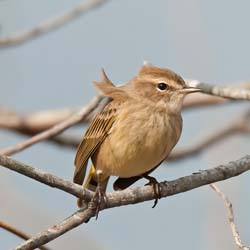 Palm Warbler Photo