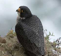 Peregrine Falcon