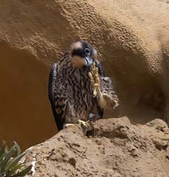 Peregrine Falcon