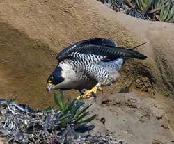 Peregrine Falcon