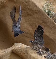Peregrine Falcon