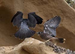 Peregrine Falcon