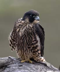Peregrine Falcon Photo