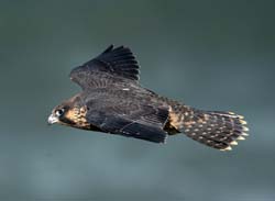 Peregrine Falcon Photo