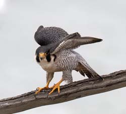 Peregrine Falcon Photo