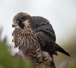 Peregrine Falcon Photo