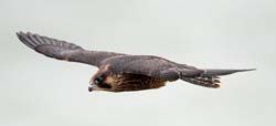 Peregrine Falcon Photo