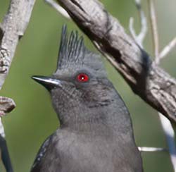 Phainopepla Photo