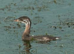 Pied-billed Grebe Photo