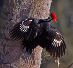 Pileated Woodpecker Photo