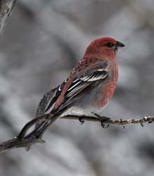 Pine Grosbeak