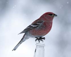 Pine Grosbeak