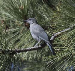 Pinyon Jay Photo