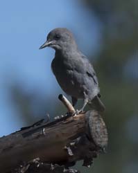 Pinyon Jay Photo